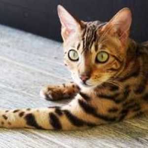 Ázijská leopardská mačka, podobná farbe ako leoparda: obsah