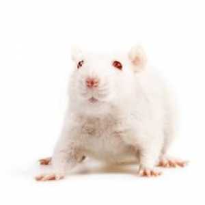 Biela myš - vynikajúci dekoratívny domáci maznáčik