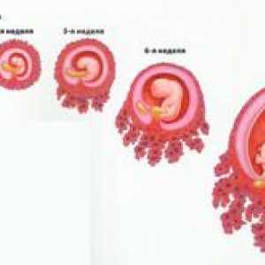 Tehotenstvo od prvých dní počatia: všetky fakty