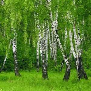 Birch: popis, druhy, miesta rastu