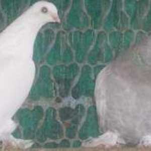 Bojové plemeno holubov: odrody, opis