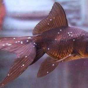 Choroby akvarijných rýb: odrody a liečba