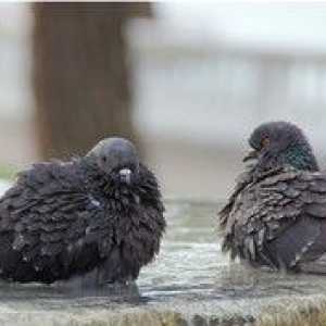 Choroby holubov a ich liečba: popis symptómov