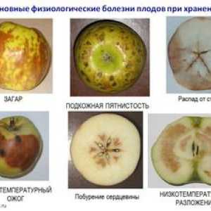 Choroby jabloní: liečebné a preventívne opatrenia