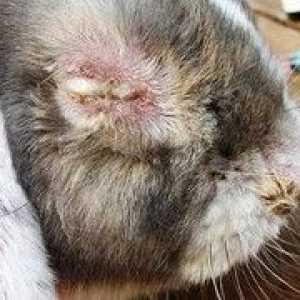 Choroby králikov, ich príznaky a liečba