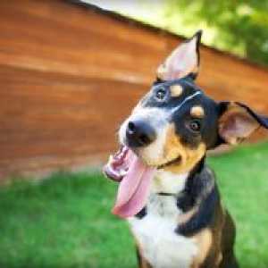Choroby psov: odrody, príznaky a liečba