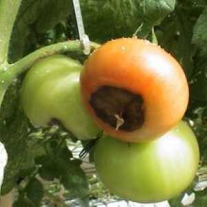 Choroby paradajok v skleníku z polykarbonátu a ich ošetrenie