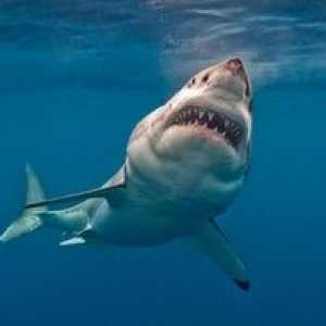 Veľký biely žralok: vlastnosti a rozsah