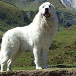 Veľký pyrenejský salašnícky pes - popis plemena