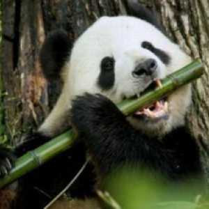 Veľký panda alebo bambusový medveď