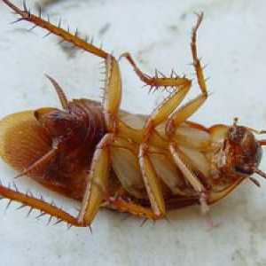 Boritá kyselina v boji proti švábom
