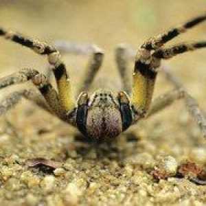 Brazílsky putujúci pavúk vojak
