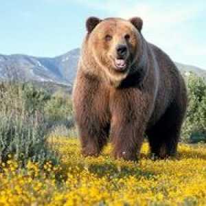 Hnedý medveď: kde žije, čo má a čo sa živí