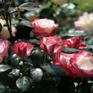 Hybridná hybridná nostalgia Rose: starostlivosť, výsadba a liečebné tipy