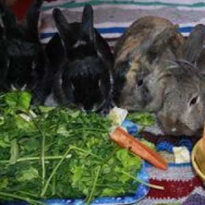Ako podávať králiky: podmienky kŕmenia a kŕmenia