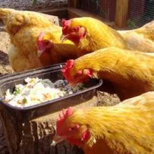 Čo má kŕmiť sliepku sliepky, aby sa zabránilo beriberi?