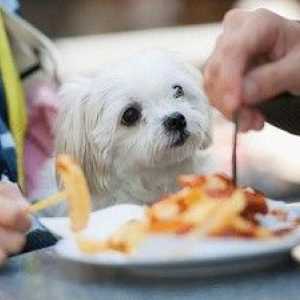 Čo kŕmiť šteňa hračkárskeho teriéra - všetky pravidlá vyváženej stravy
