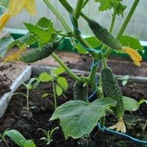 Lepšie kŕmiť uhorky v skleníku