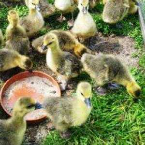 Čo je nevyhnutné na to, aby sa kŕmili goslings v domácnosti?