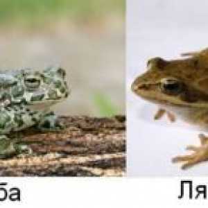 Čo rozlišuje žaba od žaby