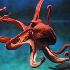Čo sa živí chobotnicou a štruktúrou chápadiel, oka, zobáka