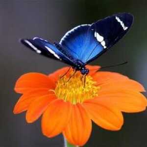 Čo majú motýle v prírode