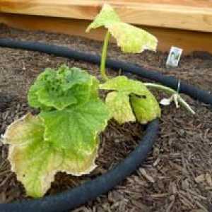 Ako podávať uhorky v skleníku