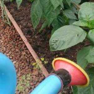 Ako podávať korenie na rast: recepty na hnojenie pre sadenice