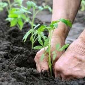 Ako kŕmiť paradajky po výsadbe v pôde: hnojivá paradajky