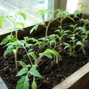 Ako kŕmiť sadenice paradajky v domácnosti