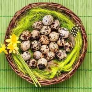 Ako užitočné prepelice vajcia: prínos pre mužov