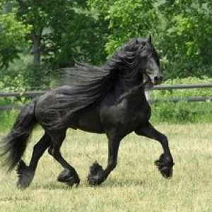 Čierna perla Frisia - Frízsky plemeno koní