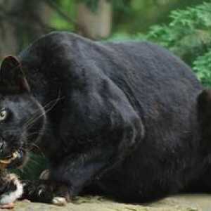 Čierny leopard: popis druhu, kde žije, spôsob správania