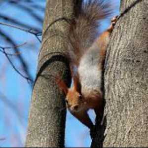 Čo vezú veveričky, ako môžete nakŕmiť veveričky v parku?