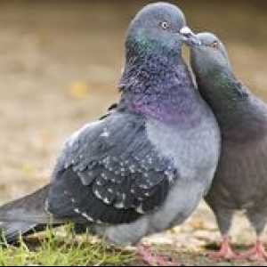 Čo holubi jedia vo voľnej prírode a doma