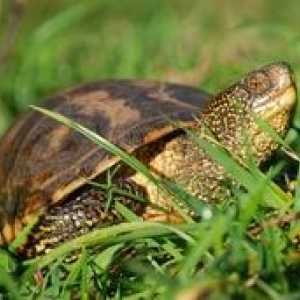 Čo a ako často by mali byť riečne korytnačky doma