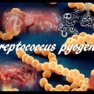 Čo je to streptokok pyogenes: liečba Streptococcus