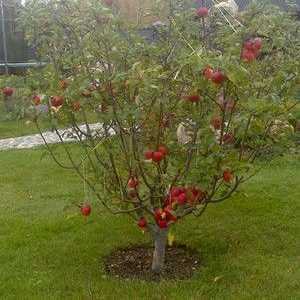 Čo môžete umiestniť pod jabloň na záhrade