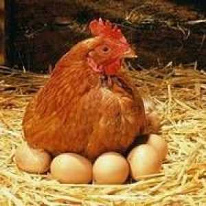 Čo musíte urobiť na výrobu kuracích jedál na vajciach