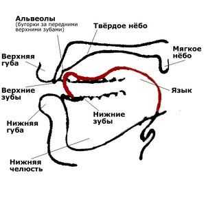 Čo sú to alveoly v ústach, ich účinok na chrup