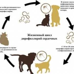 Čo je dyrofilariáza u psov