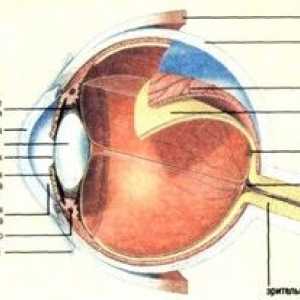 Čo je sietnica oka, aké sú jej funkcie a štruktúra