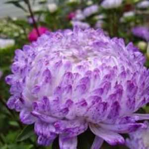 Aster kvet: pestovanie a výsadba