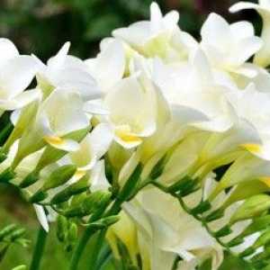 Kvet Freesia: rastúca a vonkajšia starostlivosť o výsadbu