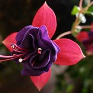 Fuchsia flower: pestovanie a starostlivosť doma