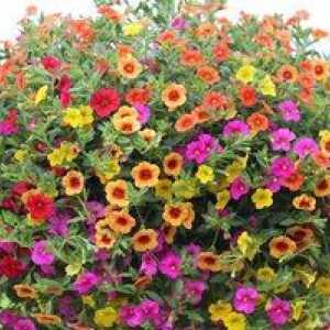 Kvet Calabracho ampel: pestovanie a starostlivosť