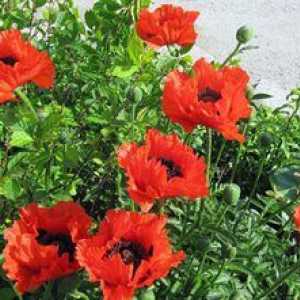 Poppy kvet - ozdobné a záhradné rastliny