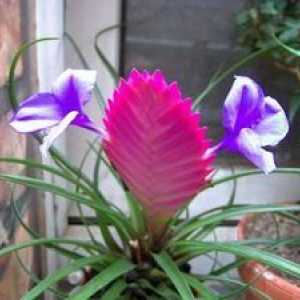 Tillandsia kvet: domáca starostlivosť, druhy a odrody