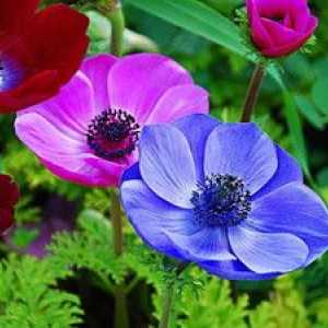 Kvet sasanka: najobľúbenejší druh sasanka