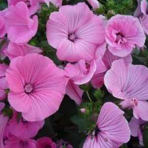 Kvety Lavatora: rastúce zo semien a aplikácií